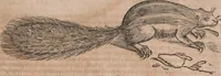 An illustration from Conradi Gesneri medici Tigurini Historiae animalium liber primus de quadrupedibus viuiparis : opus philosophis, medicis, grammaticis, philologis, poëtis, & omnibus rerum linguarumq́ue variarum studiosis, vtilissimum simul iucundissimumq́ue futurum (1602)