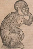 An illustration from Conradi Gesneri medici Tigurini Historiae animalium liber primus de quadrupedibus viuiparis : opus philosophis, medicis, grammaticis, philologis, poëtis, & omnibus rerum linguarumq́ue variarum studiosis, vtilissimum simul iucundissimumq́ue futurum (1602)