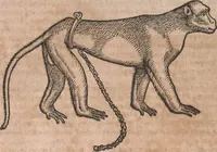 An illustration from Conradi Gesneri medici Tigurini Historiae animalium liber primus de quadrupedibus viuiparis : opus philosophis, medicis, grammaticis, philologis, poëtis, & omnibus rerum linguarumq́ue variarum studiosis, vtilissimum simul iucundissimumq́ue futurum (1602)