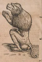 An illustration from Conradi Gesneri medici Tigurini Historiae animalium liber primus de quadrupedibus viuiparis : opus philosophis, medicis, grammaticis, philologis, poëtis, & omnibus rerum linguarumq́ue variarum studiosis, vtilissimum simul iucundissimumq́ue futurum (1602)