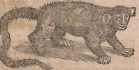 An illustration from Conradi Gesneri medici Tigurini Historiae animalium liber primus de quadrupedibus viuiparis : opus philosophis, medicis, grammaticis, philologis, poëtis, & omnibus rerum linguarumq́ue variarum studiosis, vtilissimum simul iucundissimumq́ue futurum (1602)