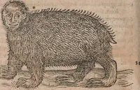 An illustration from Conradi Gesneri medici Tigurini Historiae animalium liber primus de quadrupedibus viuiparis : opus philosophis, medicis, grammaticis, philologis, poëtis, & omnibus rerum linguarumq́ue variarum studiosis, vtilissimum simul iucundissimumq́ue futurum (1602)