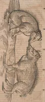 An illustration from Conradi Gesneri medici Tigurini Historiae animalium liber primus de quadrupedibus viuiparis : opus philosophis, medicis, grammaticis, philologis, poëtis, & omnibus rerum linguarumq́ue variarum studiosis, vtilissimum simul iucundissimumq́ue futurum (1602)