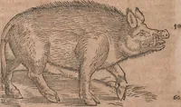 An illustration from Conradi Gesneri medici Tigurini Historiae animalium liber primus de quadrupedibus viuiparis : opus philosophis, medicis, grammaticis, philologis, poëtis, & omnibus rerum linguarumq́ue variarum studiosis, vtilissimum simul iucundissimumq́ue futurum (1602)
