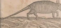 Picture 180 of 184 from Conradi Gesneri medici Tigurini Historiae animalium liber primus de quadrupedibus viuiparis : opus philosophis, medicis, grammaticis, philologis, poëtis, & omnibus rerum linguarumq́ue variarum studiosis, vtilissimum simul iucundissimumq́ue futurum (1602), leaf 980