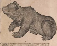 An illustration from Conradi Gesneri medici Tigurini Historiae animalium liber primus de quadrupedibus viuiparis : opus philosophis, medicis, grammaticis, philologis, poëtis, & omnibus rerum linguarumq́ue variarum studiosis, vtilissimum simul iucundissimumq́ue futurum (1602)
