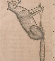 Picture 183 of 184 from Conradi Gesneri medici Tigurini Historiae animalium liber primus de quadrupedibus viuiparis : opus philosophis, medicis, grammaticis, philologis, poëtis, & omnibus rerum linguarumq́ue variarum studiosis, vtilissimum simul iucundissimumq́ue futurum (1602), leaf 999