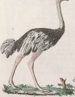 An illustration from Le Costume ancien et moderne ; ou, Histoire du gouvernement, de la milice, de la religion, des arts, sciences et usages de tous les peuples anciens et modernes, d'après les monumens de l'antiquité et accompagné de dessins analogues au sujet (1815)