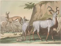 An illustration from Le Costume ancien et moderne ; ou, Histoire du gouvernement, de la milice, de la religion, des arts, sciences et usages de tous les peuples anciens et modernes, d'après les monumens de l'antiquité et accompagné de dessins analogues au sujet (1815)