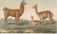 An illustration from Le Costume ancien et moderne ; ou, Histoire du gouvernement, de la milice, de la religion, des arts, sciences et usages de tous les peuples anciens et modernes, d'après les monumens de l'antiquité et accompagné de dessins analogues au sujet (1815)