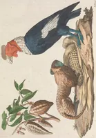 An illustration from Le Costume ancien et moderne ; ou, Histoire du gouvernement, de la milice, de la religion, des arts, sciences et usages de tous les peuples anciens et modernes, d'après les monumens de l'antiquité et accompagné de dessins analogues au sujet (1815)