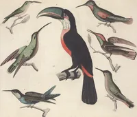 An illustration from Le Costume ancien et moderne ; ou, Histoire du gouvernement, de la milice, de la religion, des arts, sciences et usages de tous les peuples anciens et modernes, d'après les monumens de l'antiquité et accompagné de dessins analogues au sujet (1815)