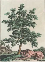 An illustration from Le Costume ancien et moderne ; ou, Histoire du gouvernement, de la milice, de la religion, des arts, sciences et usages de tous les peuples anciens et modernes, d'après les monumens de l'antiquité et accompagné de dessins analogues au sujet (1815)