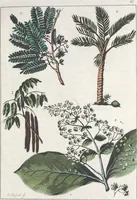 An illustration from Le Costume ancien et moderne ; ou, Histoire du gouvernement, de la milice, de la religion, des arts, sciences et usages de tous les peuples anciens et modernes, d'après les monumens de l'antiquité et accompagné de dessins analogues au sujet (1815)