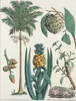 An illustration from Le Costume ancien et moderne ; ou, Histoire du gouvernement, de la milice, de la religion, des arts, sciences et usages de tous les peuples anciens et modernes, d'après les monumens de l'antiquité et accompagné de dessins analogues au sujet (1815)