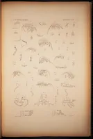 An illustration from Crustacea (1852)
