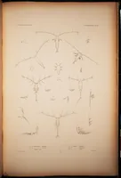 An illustration from Crustacea (1852)