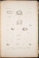 An illustration from Crustacea (1852)