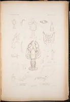 Picture 2 of 5 from Crustacea (1852), leaf 99
