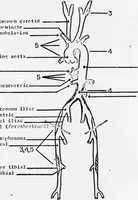 Picture 45 of 63 from An Application of Computer Graphics: Two Concurrent Investigations Within the Medical Field, (1971), leaf 200