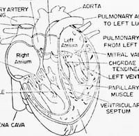 An illustration from An Application of Computer Graphics: Two Concurrent Investigations Within the Medical Field, (1971)