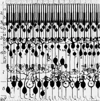 Picture 6 of 37 from Digital Picture Processing and Psychophysics: A Study of Brightness Perception, (1973), leaf 34