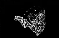 An illustration from Three-Dimensional Computer Graphics Brain-Mapping Project (1988)