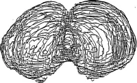 Picture 22 of 27 from Three-Dimensional Computer Graphics Brain-Mapping Project (1988), leaf 113