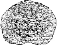 Picture 5 of 27 from Three-Dimensional Computer Graphics Brain-Mapping Project (1988), leaf 79