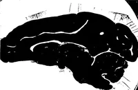Picture 12 of 27 from Three-Dimensional Computer Graphics Brain-Mapping Project (1988), leaf 94