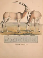 An illustration from Darstellung neuer oder wenig bekannter Säugethiere in Abbildungen und Beschreibungen : von fünf und sechzig Arten auf funfzig colorirten Steindrucktafeln nach den Originalen des Zoologischen Museums der Universität zu Berlin (1827)