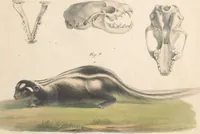 An illustration from Darstellung neuer oder wenig bekannter Säugethiere in Abbildungen und Beschreibungen : von fünf und sechzig Arten auf funfzig colorirten Steindrucktafeln nach den Originalen des Zoologischen Museums der Universität zu Berlin (1827)