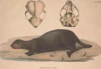 An illustration from Darstellung neuer oder wenig bekannter Säugethiere in Abbildungen und Beschreibungen : von fünf und sechzig Arten auf funfzig colorirten Steindrucktafeln nach den Originalen des Zoologischen Museums der Universität zu Berlin (1827)
