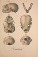 An illustration from Darstellung neuer oder wenig bekannter Säugethiere in Abbildungen und Beschreibungen : von fünf und sechzig Arten auf funfzig colorirten Steindrucktafeln nach den Originalen des Zoologischen Museums der Universität zu Berlin (1827)