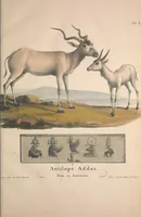 An illustration from Darstellung neuer oder wenig bekannter Säugethiere in Abbildungen und Beschreibungen : von fünf und sechzig Arten auf funfzig colorirten Steindrucktafeln nach den Originalen des Zoologischen Museums der Universität zu Berlin (1827)