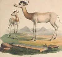 An illustration from Darstellung neuer oder wenig bekannter Säugethiere in Abbildungen und Beschreibungen : von fünf und sechzig Arten auf funfzig colorirten Steindrucktafeln nach den Originalen des Zoologischen Museums der Universität zu Berlin (1827)