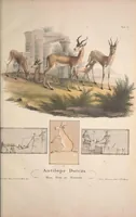 Picture 5 of 47 from Darstellung neuer oder wenig bekannter Säugethiere in Abbildungen und Beschreibungen : von fünf und sechzig Arten auf funfzig colorirten Steindrucktafeln nach den Originalen des Zoologischen Museums der Universität zu Berlin (1827), leaf 18