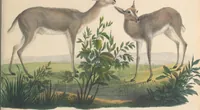An illustration from Darstellung neuer oder wenig bekannter Säugethiere in Abbildungen und Beschreibungen : von fünf und sechzig Arten auf funfzig colorirten Steindrucktafeln nach den Originalen des Zoologischen Museums der Universität zu Berlin (1827)