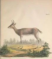 An illustration from Darstellung neuer oder wenig bekannter Säugethiere in Abbildungen und Beschreibungen : von fünf und sechzig Arten auf funfzig colorirten Steindrucktafeln nach den Originalen des Zoologischen Museums der Universität zu Berlin (1827)