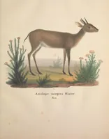 An illustration from Darstellung neuer oder wenig bekannter Säugethiere in Abbildungen und Beschreibungen : von fünf und sechzig Arten auf funfzig colorirten Steindrucktafeln nach den Originalen des Zoologischen Museums der Universität zu Berlin (1827)