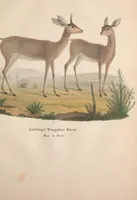 Picture 11 of 47 from Darstellung neuer oder wenig bekannter Säugethiere in Abbildungen und Beschreibungen : von fünf und sechzig Arten auf funfzig colorirten Steindrucktafeln nach den Originalen des Zoologischen Museums der Universität zu Berlin (1827), leaf 34