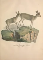 An illustration from Darstellung neuer oder wenig bekannter Säugethiere in Abbildungen und Beschreibungen : von fünf und sechzig Arten auf funfzig colorirten Steindrucktafeln nach den Originalen des Zoologischen Museums der Universität zu Berlin (1827)