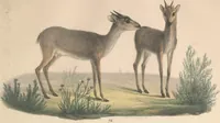 An illustration from Darstellung neuer oder wenig bekannter Säugethiere in Abbildungen und Beschreibungen : von fünf und sechzig Arten auf funfzig colorirten Steindrucktafeln nach den Originalen des Zoologischen Museums der Universität zu Berlin (1827)