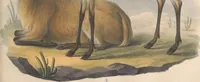 An illustration from Darstellung neuer oder wenig bekannter Säugethiere in Abbildungen und Beschreibungen : von fünf und sechzig Arten auf funfzig colorirten Steindrucktafeln nach den Originalen des Zoologischen Museums der Universität zu Berlin (1827)