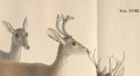 An illustration from Darstellung neuer oder wenig bekannter Säugethiere in Abbildungen und Beschreibungen : von fünf und sechzig Arten auf funfzig colorirten Steindrucktafeln nach den Originalen des Zoologischen Museums der Universität zu Berlin (1827)