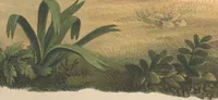 An illustration from Darstellung neuer oder wenig bekannter Säugethiere in Abbildungen und Beschreibungen : von fünf und sechzig Arten auf funfzig colorirten Steindrucktafeln nach den Originalen des Zoologischen Museums der Universität zu Berlin (1827)