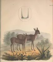 An illustration from Darstellung neuer oder wenig bekannter Säugethiere in Abbildungen und Beschreibungen : von fünf und sechzig Arten auf funfzig colorirten Steindrucktafeln nach den Originalen des Zoologischen Museums der Universität zu Berlin (1827)