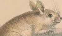 An illustration from Darstellung neuer oder wenig bekannter Säugethiere in Abbildungen und Beschreibungen : von fünf und sechzig Arten auf funfzig colorirten Steindrucktafeln nach den Originalen des Zoologischen Museums der Universität zu Berlin (1827)