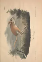 Picture 21 of 47 from Darstellung neuer oder wenig bekannter Säugethiere in Abbildungen und Beschreibungen : von fünf und sechzig Arten auf funfzig colorirten Steindrucktafeln nach den Originalen des Zoologischen Museums der Universität zu Berlin (1827), leaf 54