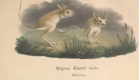 An illustration from Darstellung neuer oder wenig bekannter Säugethiere in Abbildungen und Beschreibungen : von fünf und sechzig Arten auf funfzig colorirten Steindrucktafeln nach den Originalen des Zoologischen Museums der Universität zu Berlin (1827)